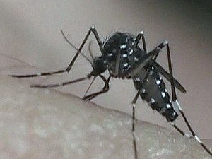 Agentes de Araraquara intensificam ações de combate ao Aedes aegypti (Foto: Reprodução EPTV)