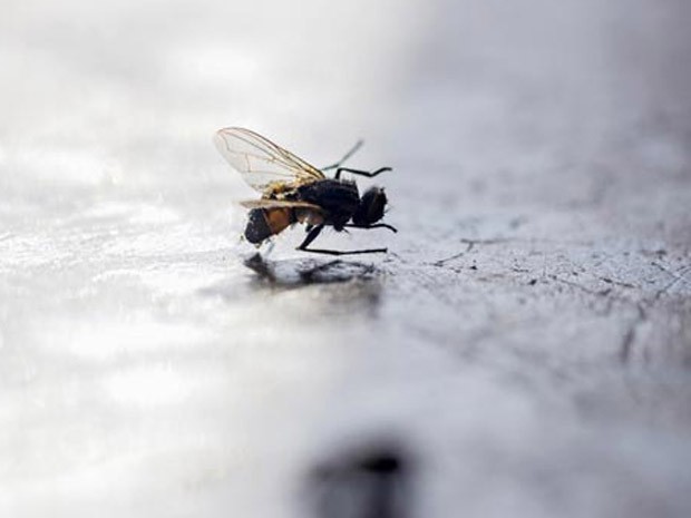 Imóveis mosca (Foto: Divulgação)