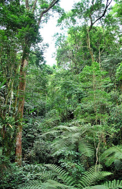 Área de mata atlântica no Rio de Janeiro