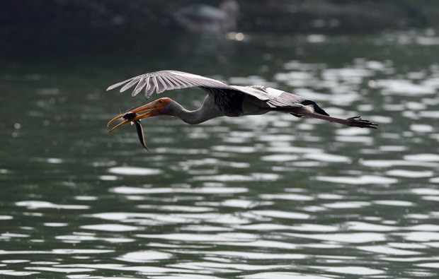 Uma cegonha foi fotografada na segunda-feira (23) logo após capturar um peixe no zoológico nacional em Nova Délhi, na Índia (Foto: Sajjad Hussain/AFP)