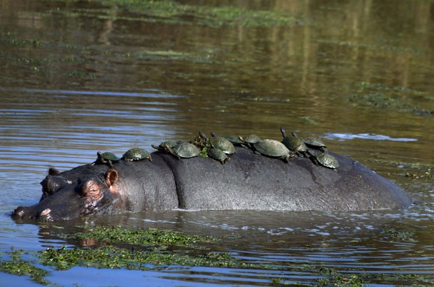 Mais de dez tartarugas foram flagradas descansando nas costas de hipopótamo (Foto: Rudi du Plessis/Caters News/The Grosby Group )