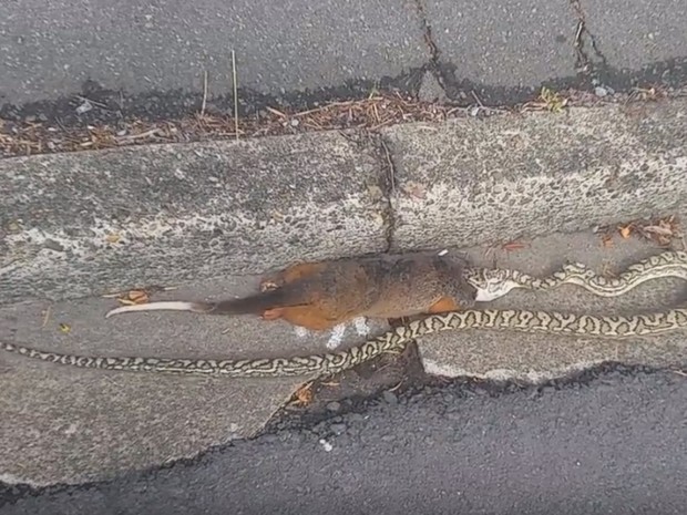 Cobra enorme choca pedestres ao atacar gambá em rua na Austrália (Foto: Reprodução/YouTube/Adrian Brand)