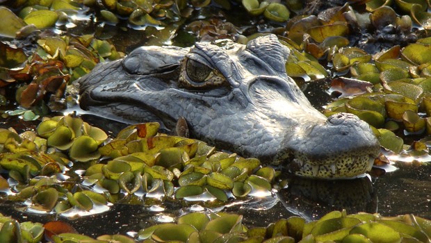 Essa espécie vive em brejos, mangues, lagoas, riachos e rios (Foto: Eduardo Sozo / TG)