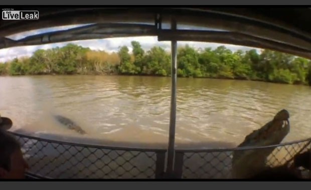 Crocodilo quase mordeu mão de guia no rio Adelaide (Foto: Reprodução/Live Leak/Aussie)