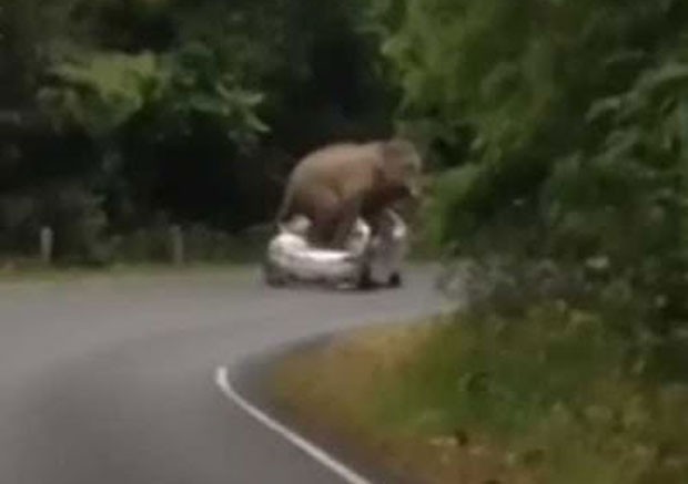 Elefante esmagou quatro carros em dez dias em parque nacional na Tailândia (Foto: Reprodução/YouTube/NationTV22)