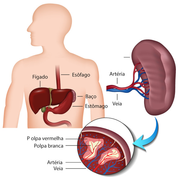 Esquema ilustrativo da anatomia do baço