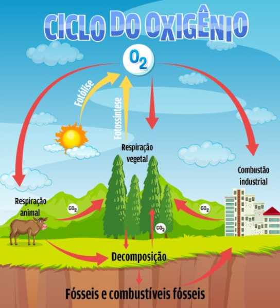 Ilustração representativa do ciclo do oxigênio.