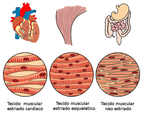 Representação do tecido muscular, um dos tecidos do corpo humano.