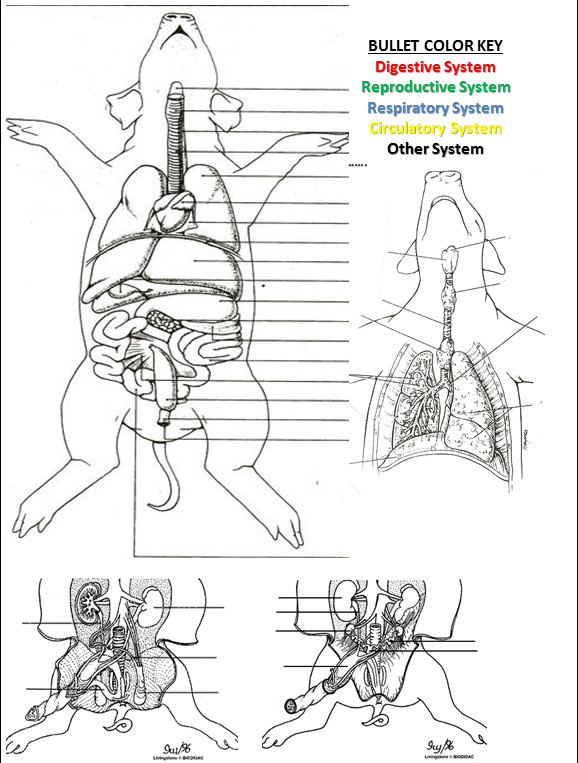 Fetal Pig Cardiovascular System