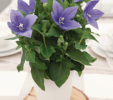 Platycodon grandiflorus Astra F1 - Blue