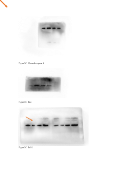 Original Western Blot strips