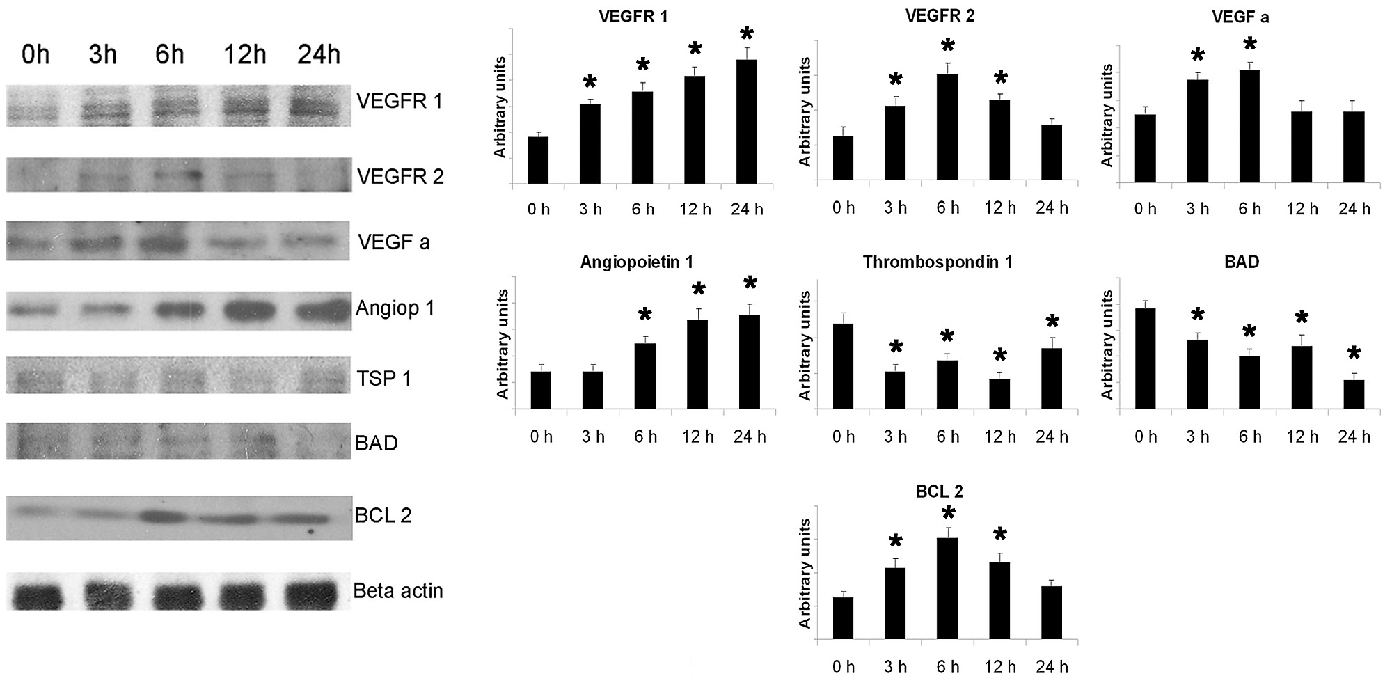 Tablette Schneeregen speichern western blot relative quantification ...