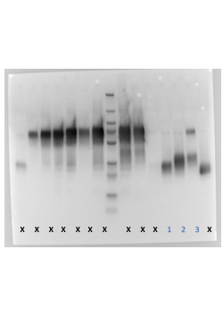 Original western blot image.