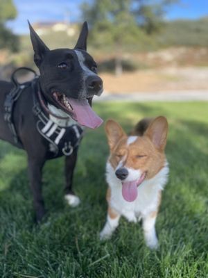 Photo of Happy Tails - Santa Clarita, CA, US.