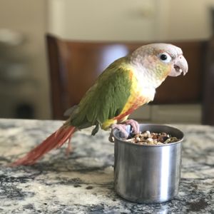 City Critters Pet Sitting on Yelp