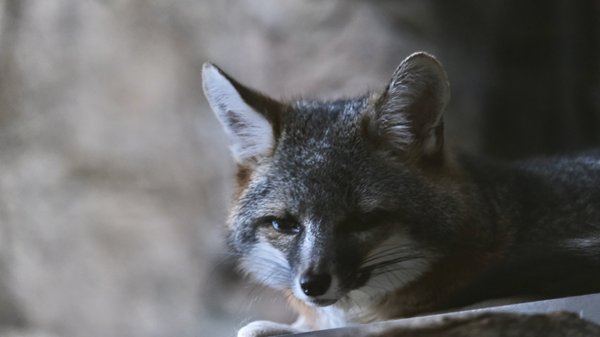 Photo of CuriOdyssey - San Mateo, CA, US. Gray fox