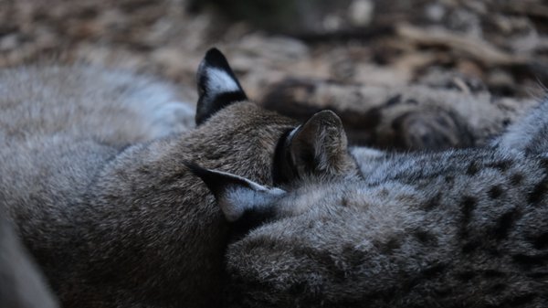 Photo of CuriOdyssey - San Mateo, CA, US. Sleeping bobcats. Lots of the animals sleep during the day.