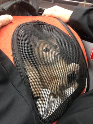 Photo of ASPCA Community Veterinary Clinic - Bronx, NY, US. Sandy on his way to the Dr.