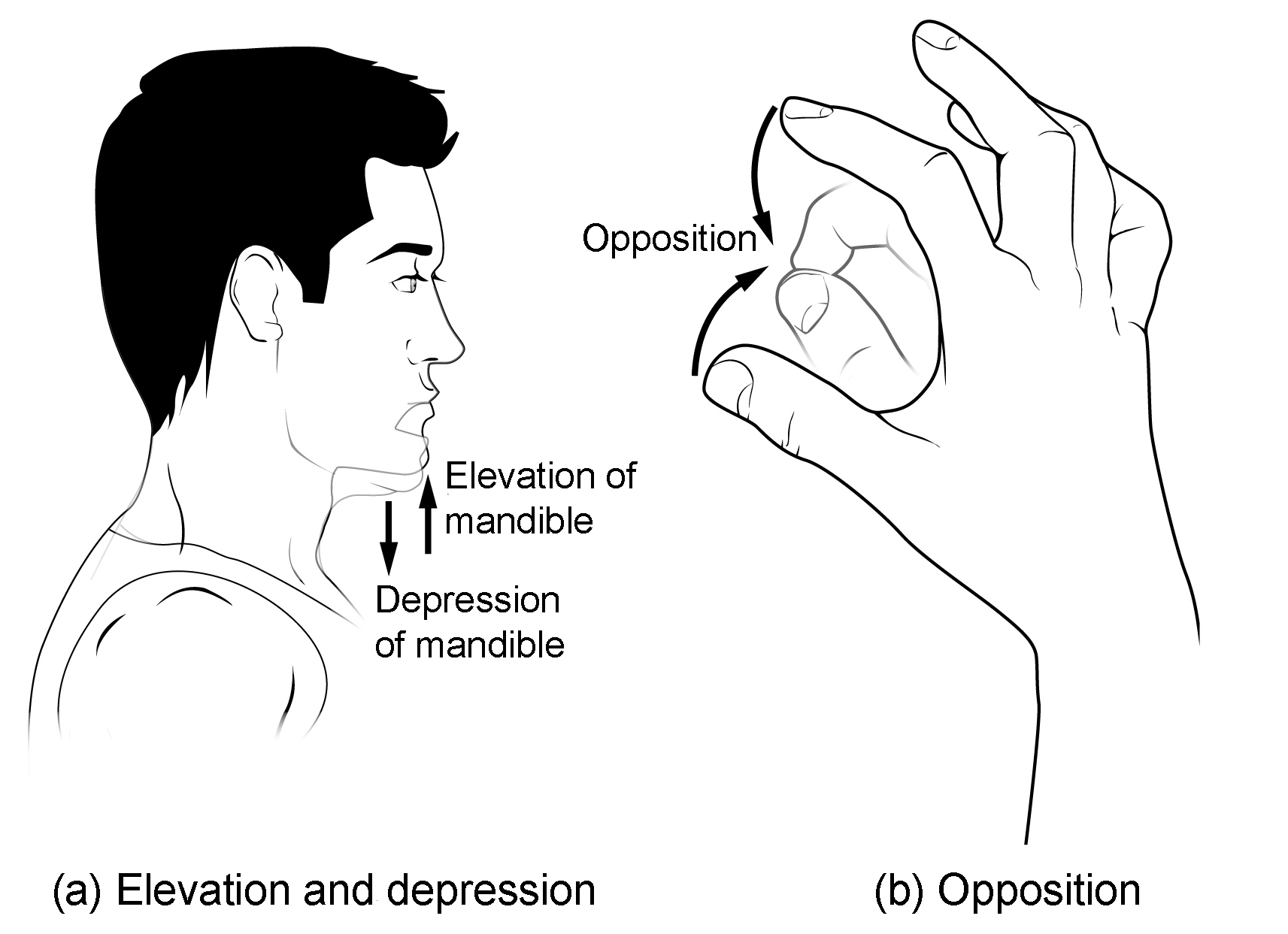 This multi-part image shows different types of movements that are possible by different joints in the body.