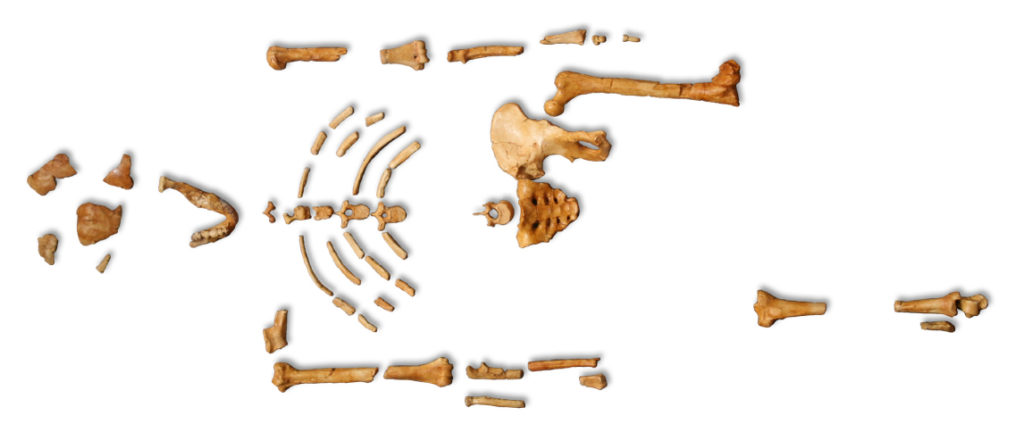 Partial skeleton is human-like but child-sized.