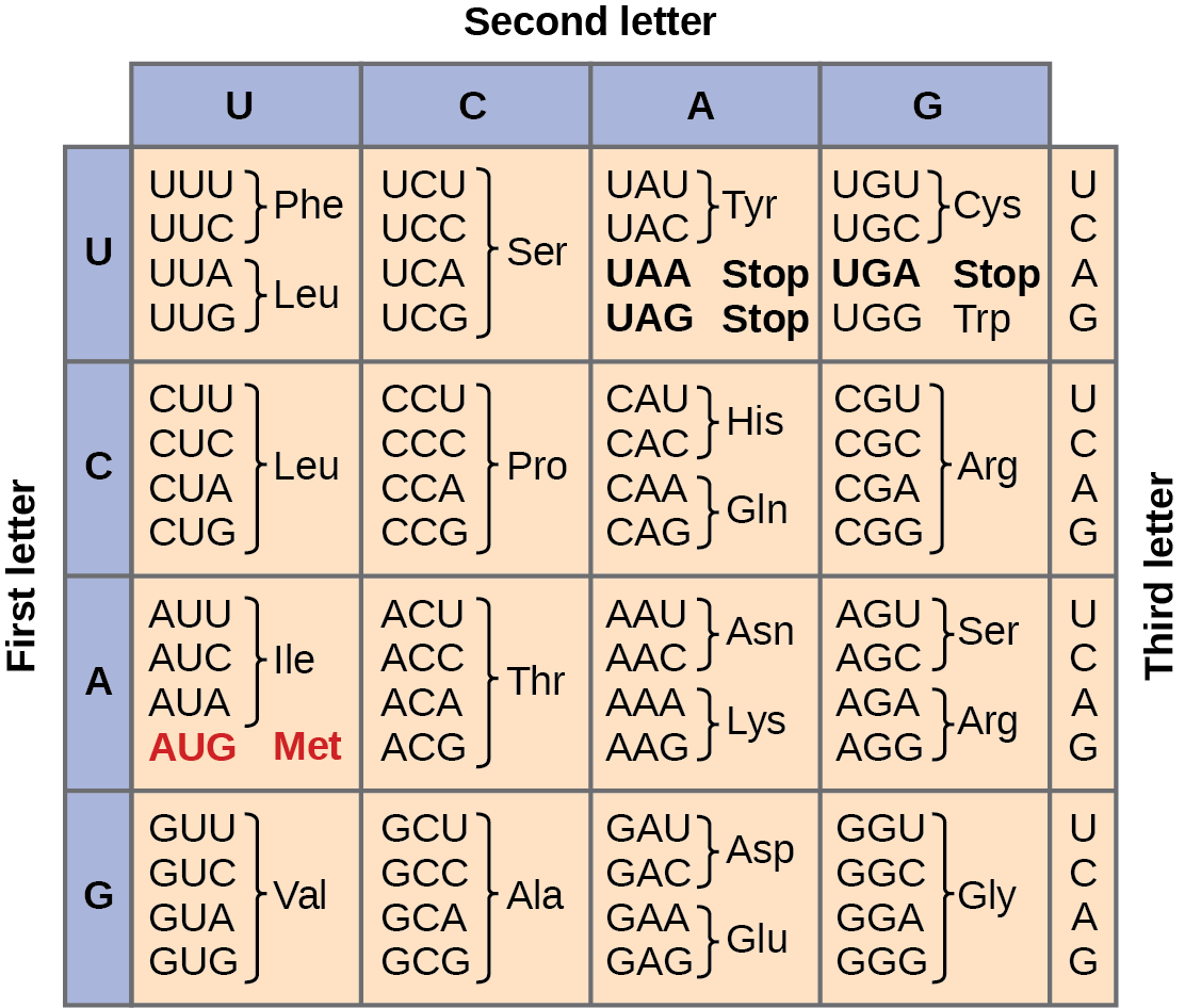 Mrna Codon Chart Worksheet Answers