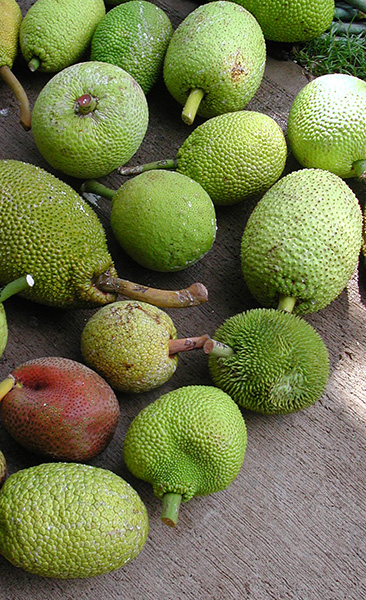 Artocarpus altilis