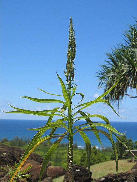 Lobelia niihauensis