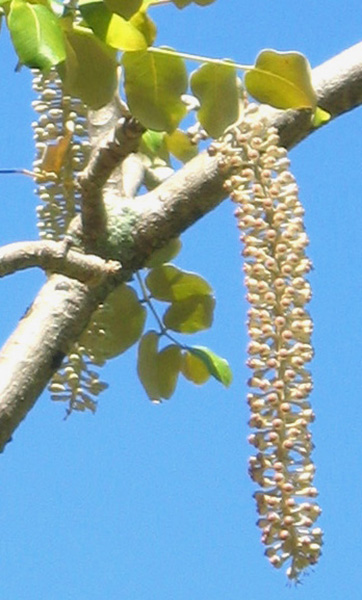 Polyscias racemosa