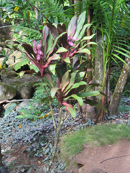 Cordyline fruticosa