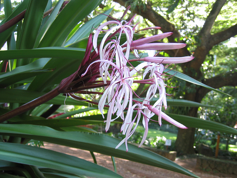 Crinum asiaticum var. pedunculatum