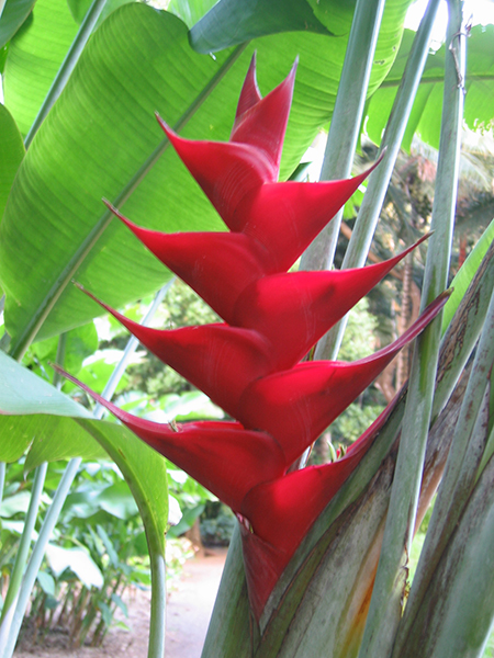 Heliconia caribaea