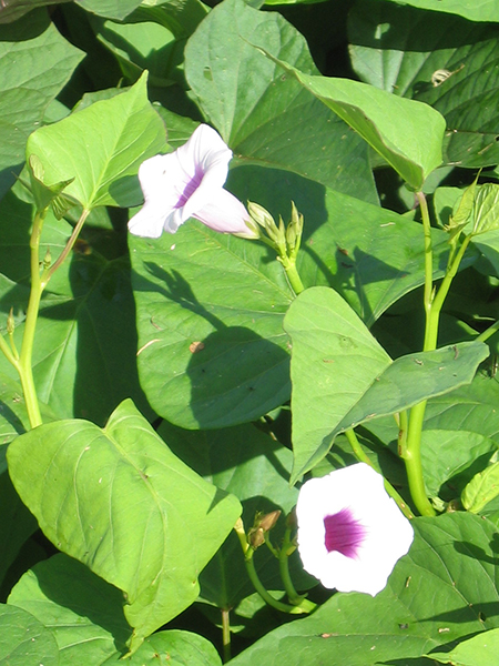 Ipomoea batatas