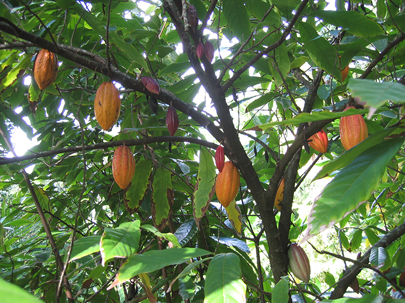 Theobroma cacao