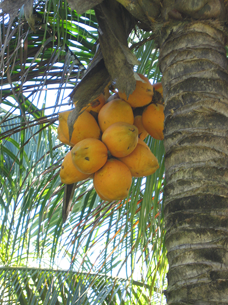 Cocos nucifera