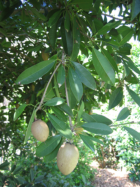 Manilkara zapota