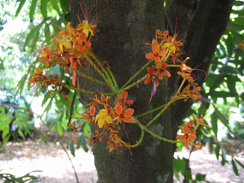 Saraca indica