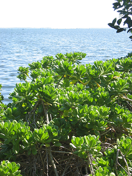 Scaevola taccada