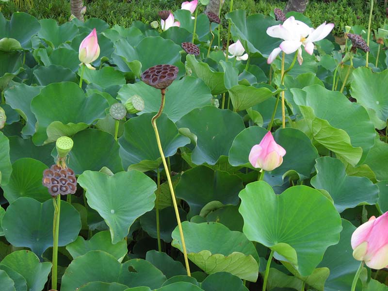 Nelumbo nucifera