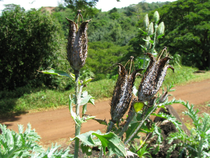 Argemone glauca