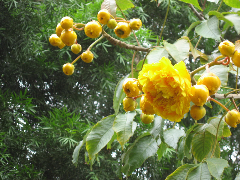 Cochlospermum vitifolium