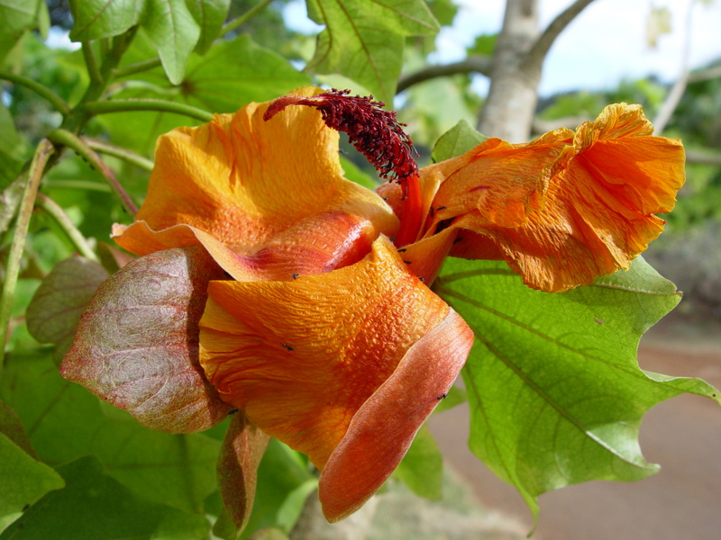 Kokia kauaiensis