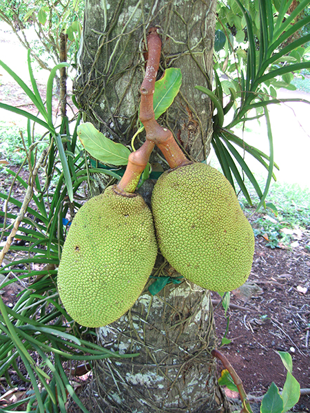 Artocarpus heterophyllus