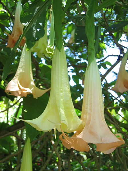 Brugmansia ×candida