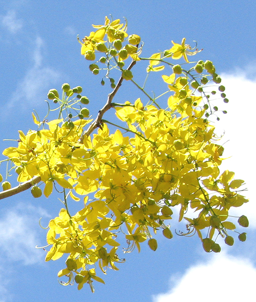 Cassia fistula