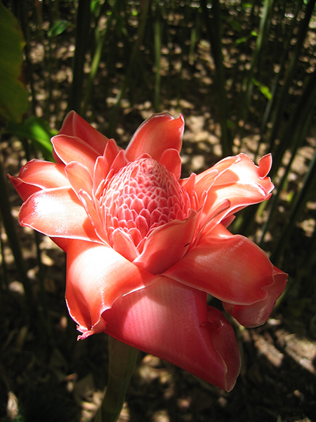 Etlingera elatior