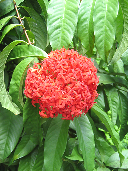 Ixora casei