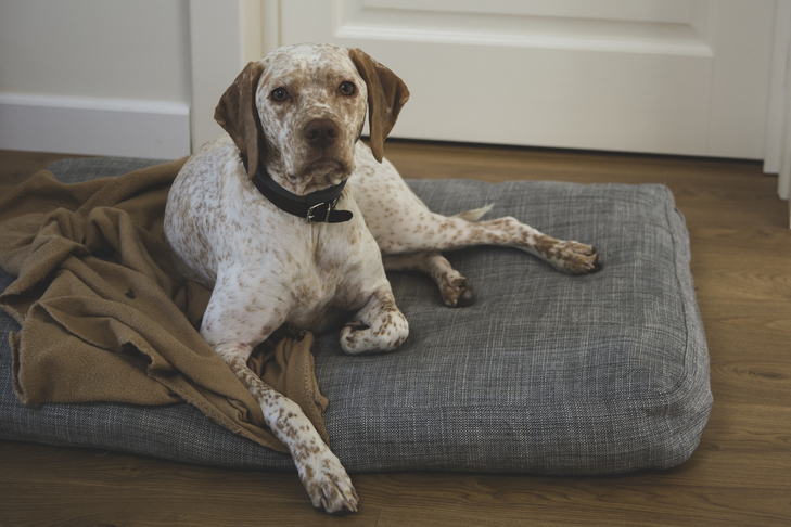 Braque du Bourbonnais laying in its dog bed at home.