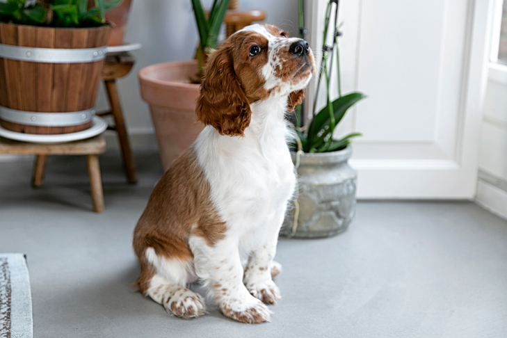 Welsh Springer Spaniel puppy sitting on command indoors.