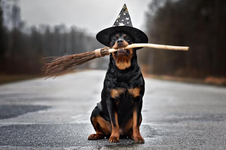 Rottweiler sitting on a road wearing a witch hat holding a broomstick.