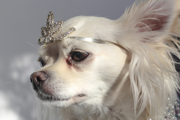 Chihuahua wearing a tiara.